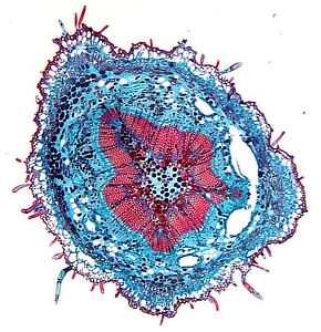 Loosen Stem Cross Section